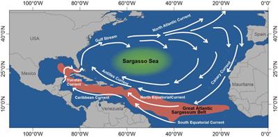 Commercial Potential of Pelagic Sargassum spp. in Mexico